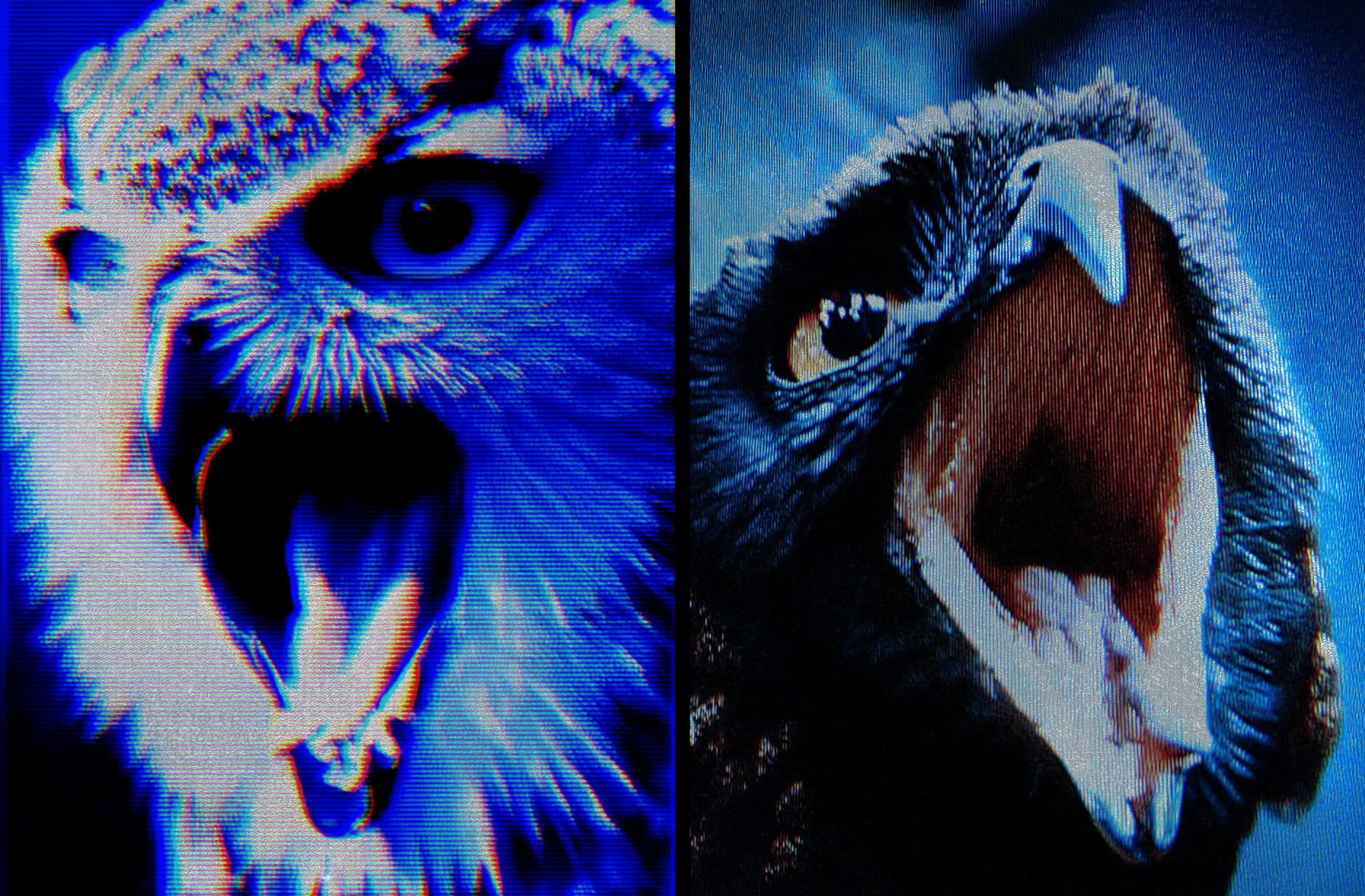 Steppe animal portrait 07